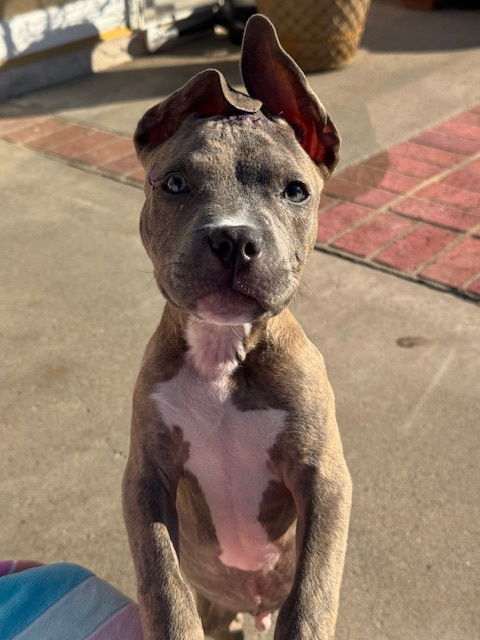 adoptable Dog in San Juan Capistrano, CA named Kingston