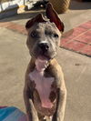 adoptable Dog in  named Kingston