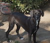 adoptable Dog in  named Max