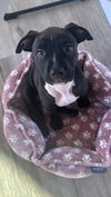 adoptable Dog in san juan capistrano, CA named Dawson