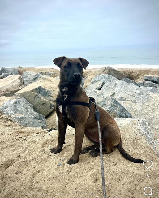 adoptable Dog in San Juan Capistrano, CA named Jade