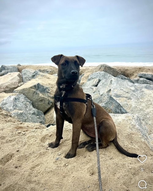 JADE - Dutch Shepherd available for adoption