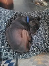 Toby - Photo 4