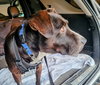 Toby - Photo 3