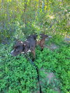 Toby - Photo 5