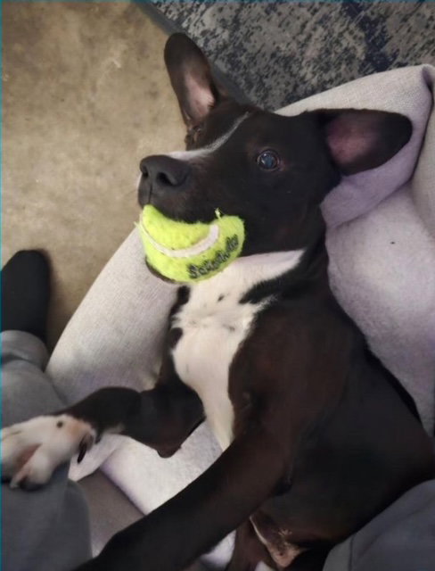 TOBY - Pointer / Labrador Retriever available for adoption