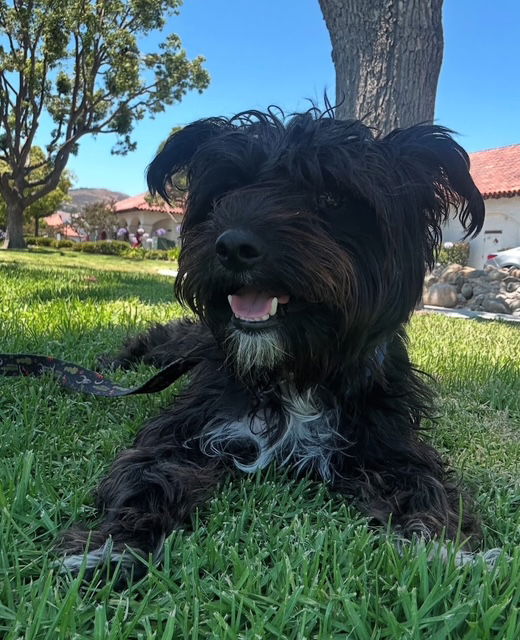 adoptable Dog in San Juan Capistrano, CA named Barkley