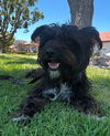 adoptable Dog in san juan capistrano, CA named Barkley