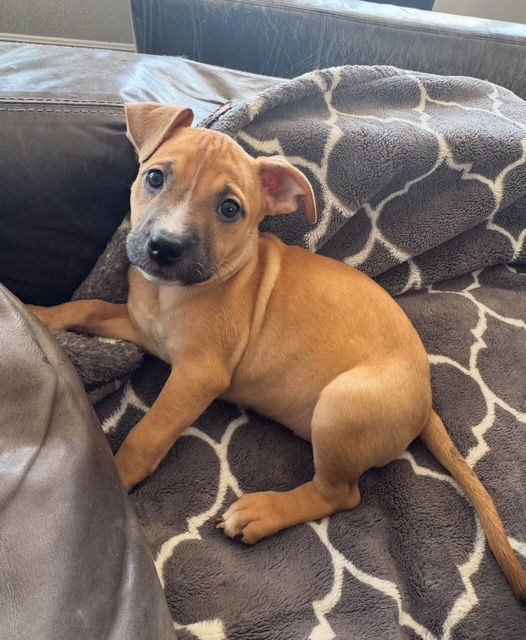adoptable Dog in San Juan Capistrano, CA named Drew