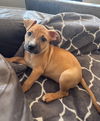 adoptable Dog in san juan capistrano, CA named Drew