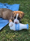 adoptable Dog in san juan capistrano, CA named Cream