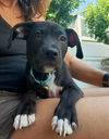 adoptable Dog in san juan capistrano, CA named Duncan