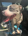 adoptable Dog in  named Peggy
