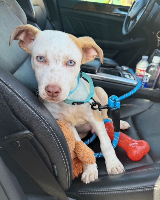 adoptable Dog in San Juan Capistrano, CA named Rocky