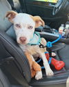 adoptable Dog in  named Rocky