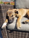 Dillion - Photo 6