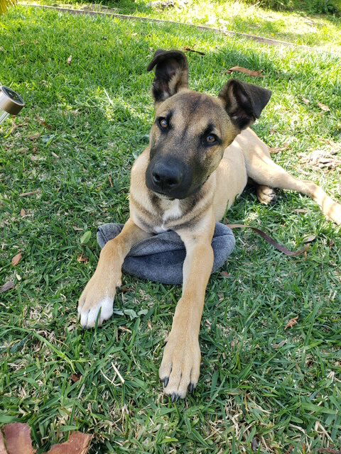 adoptable Dog in San Juan Capistrano, CA named Dillion