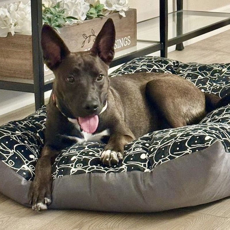 adoptable Dog in San Juan Capistrano, CA named Gypsy