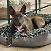 adoptable Dog in  named Gypsy