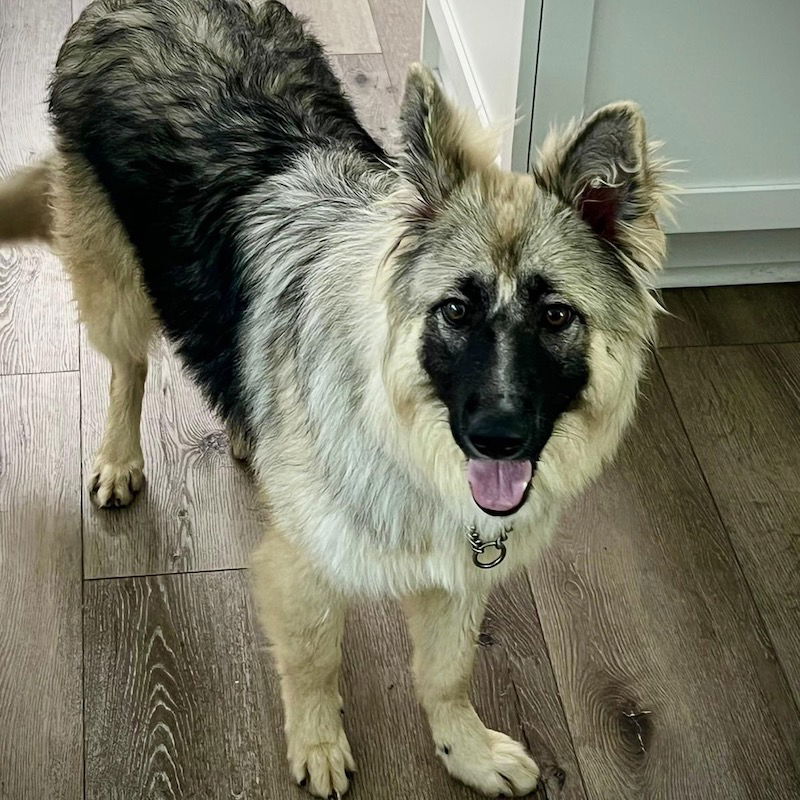 adoptable Dog in San Juan Capistrano, CA named Laverne