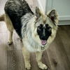 adoptable Dog in  named Laverne