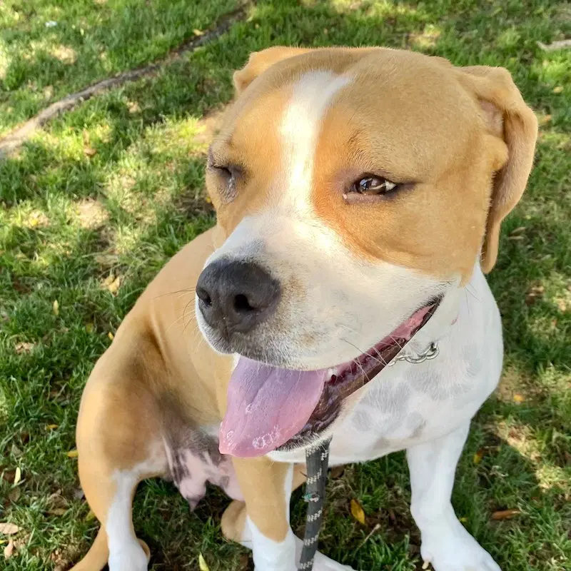 Millie - Boxer