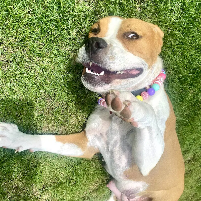 Millie image 3