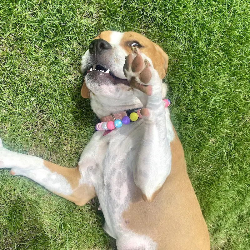 Millie image 4