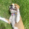Millie - Photo 4