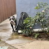 Benny - Photo 1