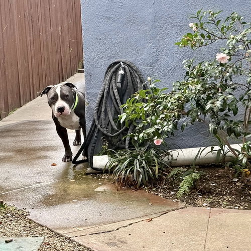 BENNY - American Staffordshire Terrier available for adoption
