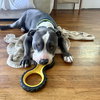Benny - Photo 2