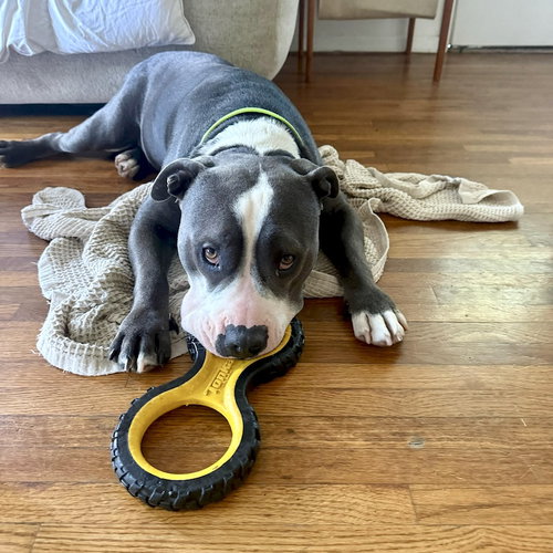 BENNY - American Staffordshire Terrier available for adoption