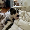 Benny - Photo 3