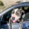 Benny - Photo 5