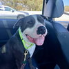 Benny - Photo 7