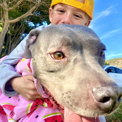 GIGI - American Staffordshire Terrier available for adoption