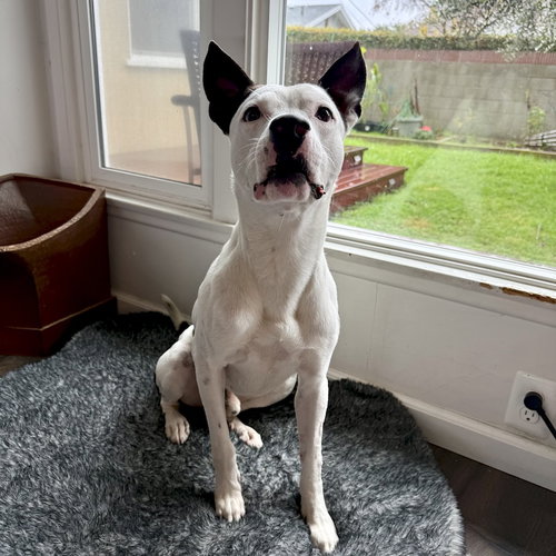 GAMBINO - Labrador Retriever / American Staffordshire Terrier available for adoption