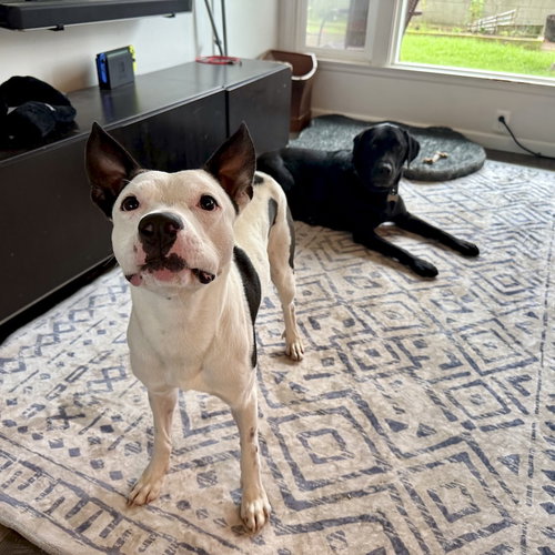 GAMBINO - Labrador Retriever / American Staffordshire Terrier available for adoption