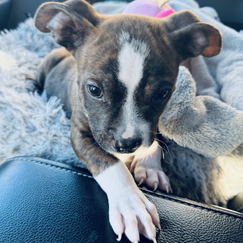 BENJI