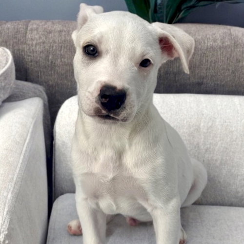 ACE - Labrador Retriever / Australian Shepherd available for adoption