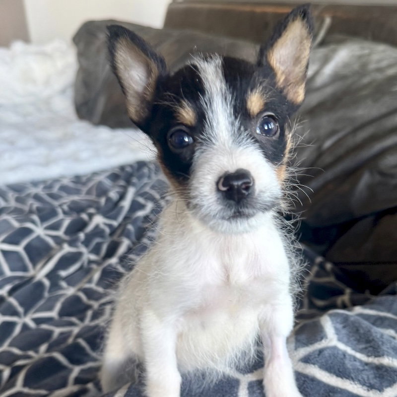 Nala Image