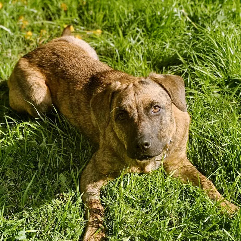 Savannah - Plott Hound