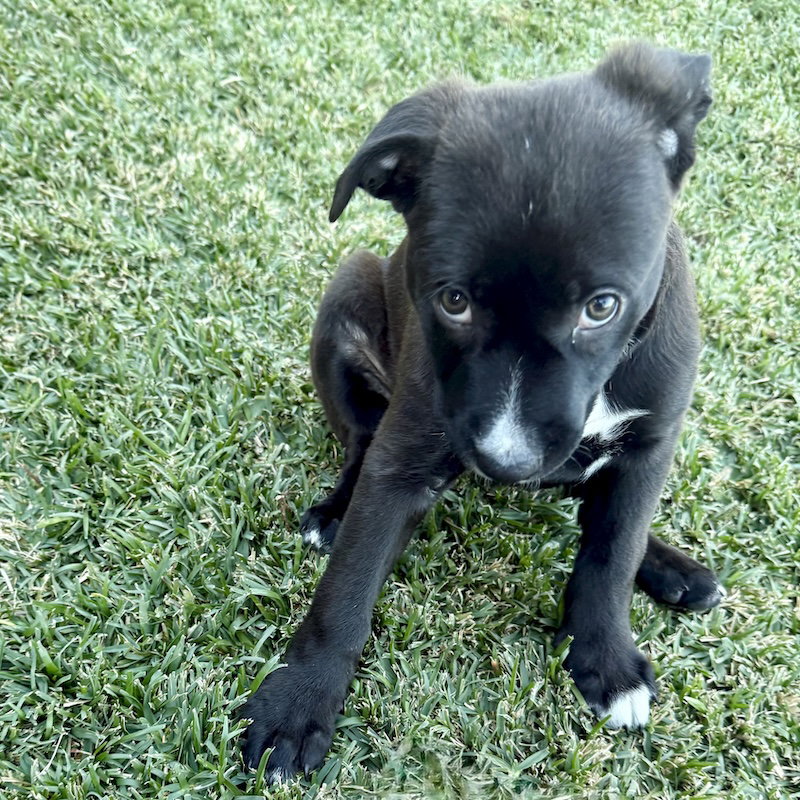 Marcy Image