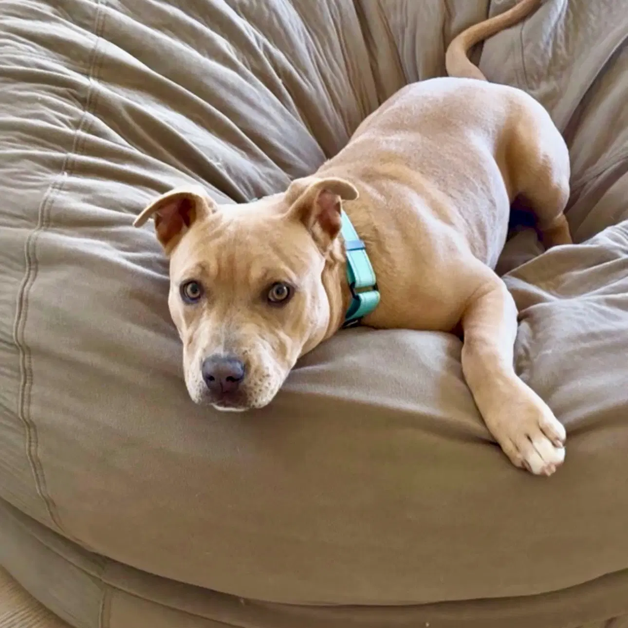 Naia - American Staffordshire Terrier