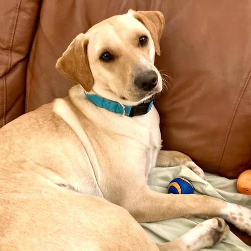 Lemon, an adoptable Golden Retriever in San Juan Capistrano, CA