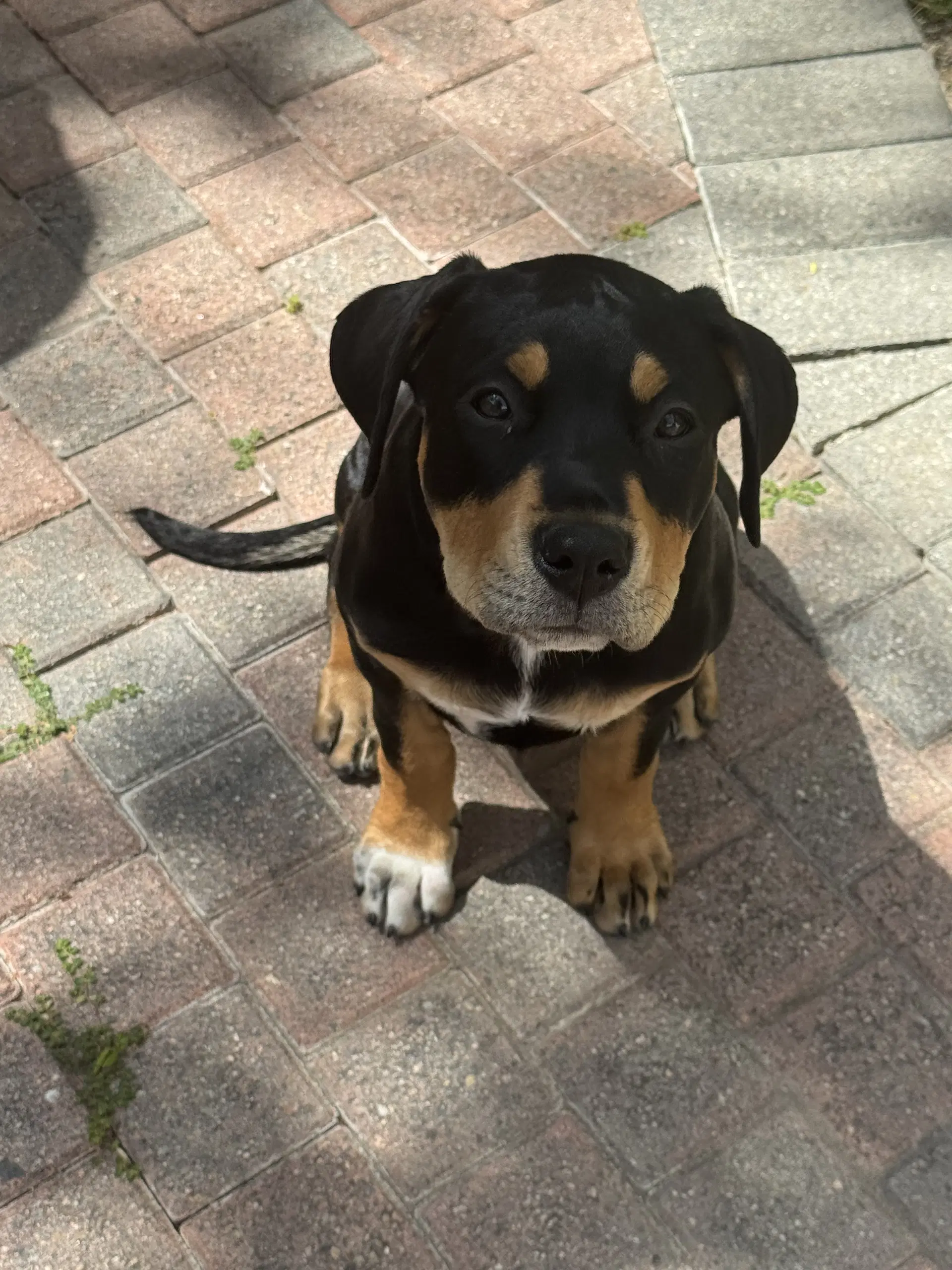 Scout image 2