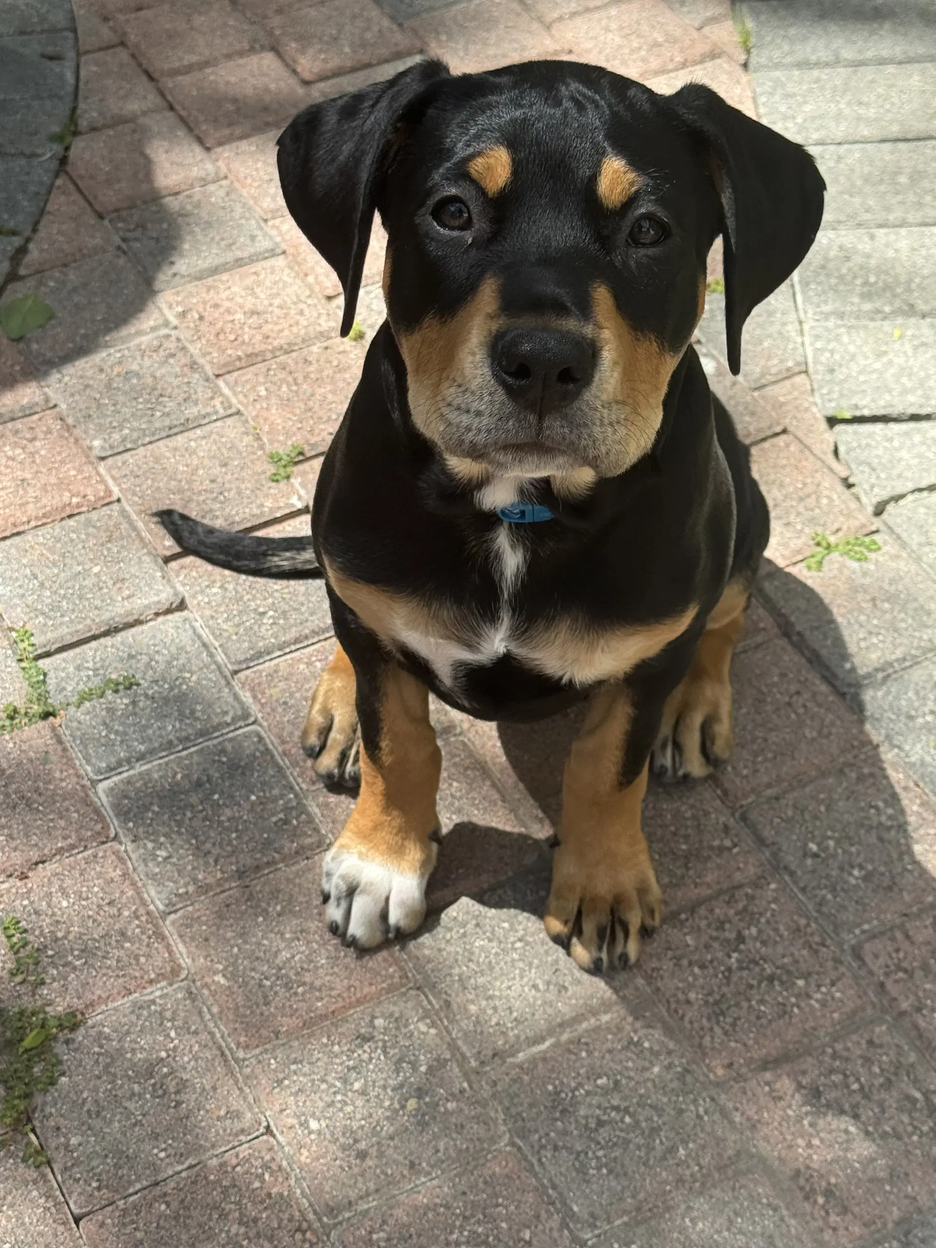 Scout - Rottweiler