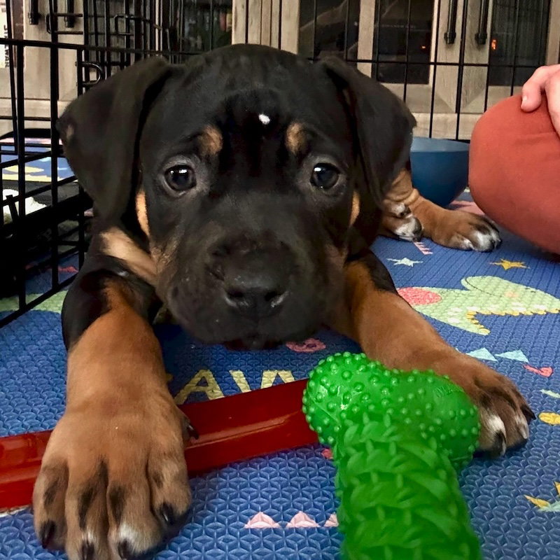 Basil