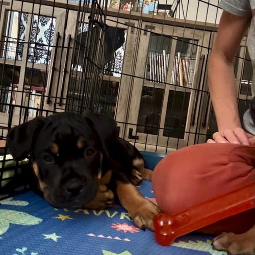 Mocha, an adoptable Rottweiler in San Juan Capistrano, CA